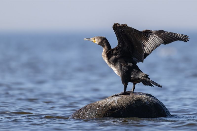 баклан, птицы Большой баклан фото превью