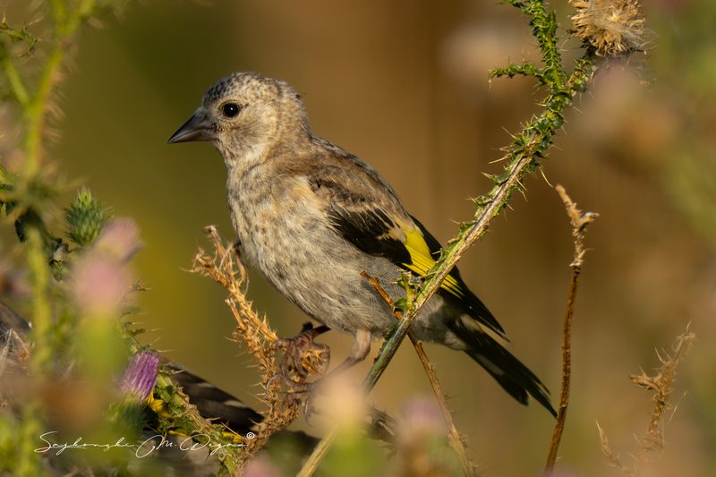 Nature | Wildlife Photography | Adventure фото превью