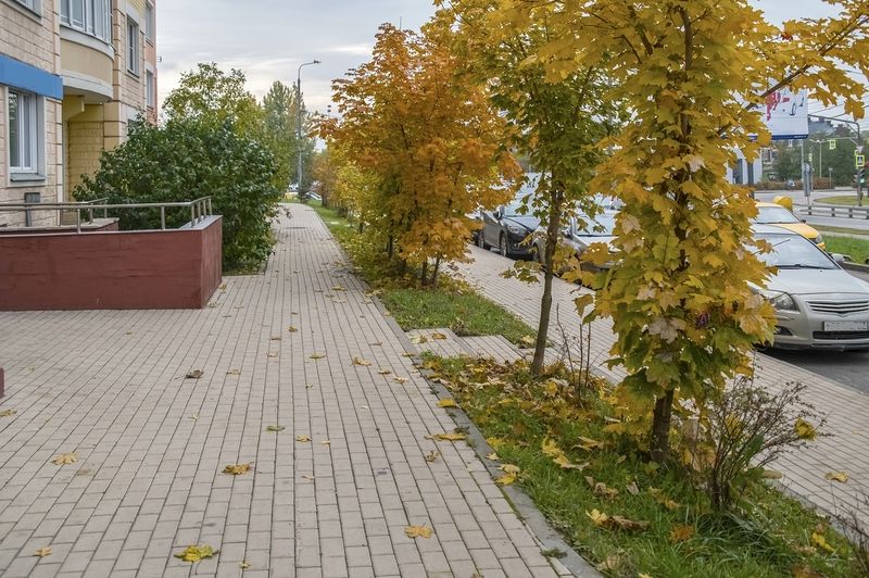 На осенних тротуарах листва фото превью