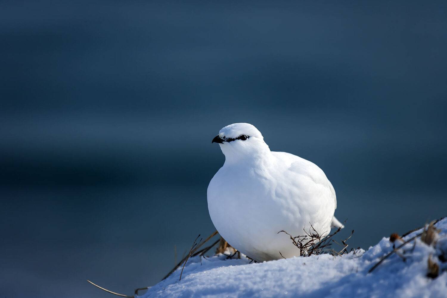 тундряная куропатка, зимнее оперение, белый окрас, командоры, Уткин Дмитрий
