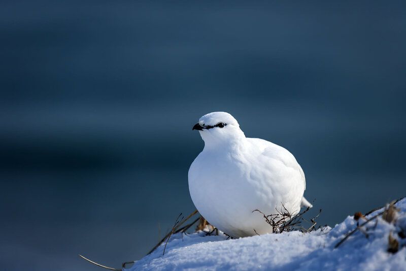 Тундряная куропатка фото превью
