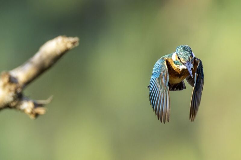 Зимородрк. фото превью