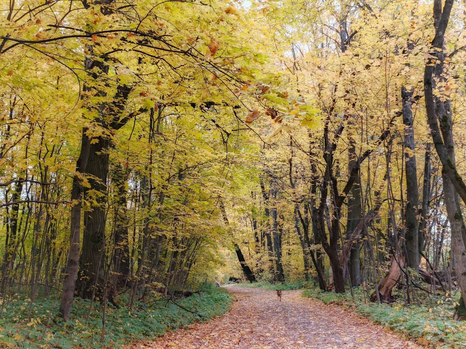, Кондрашова Светлана