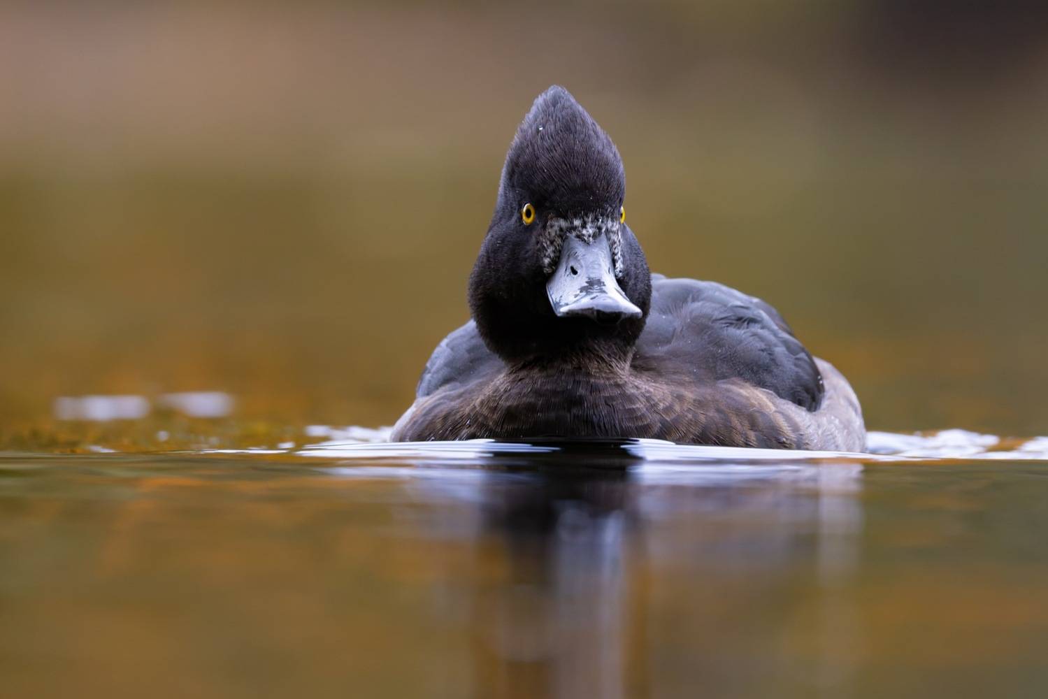 нырок, хохлатая чернеть, чернеть, утка, птицы, Ruslan Pl