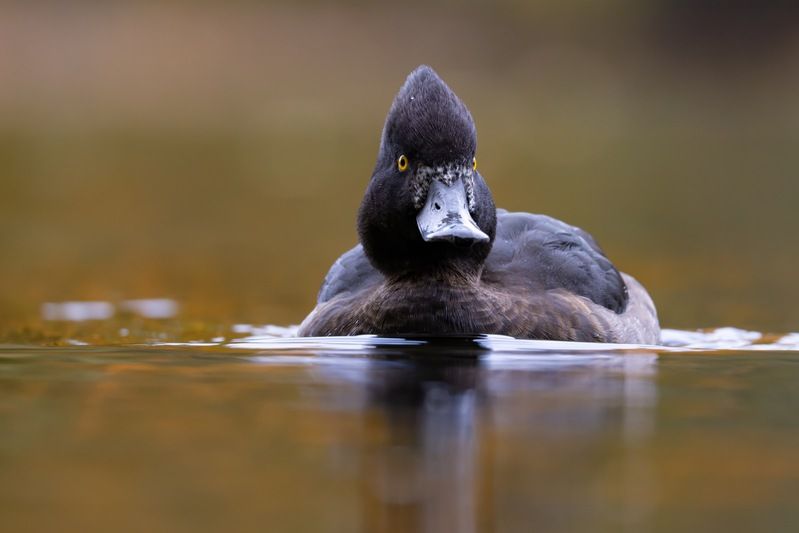 нырок, хохлатая чернеть, чернеть, утка, птицы Хохлатая чернеть фото превью
