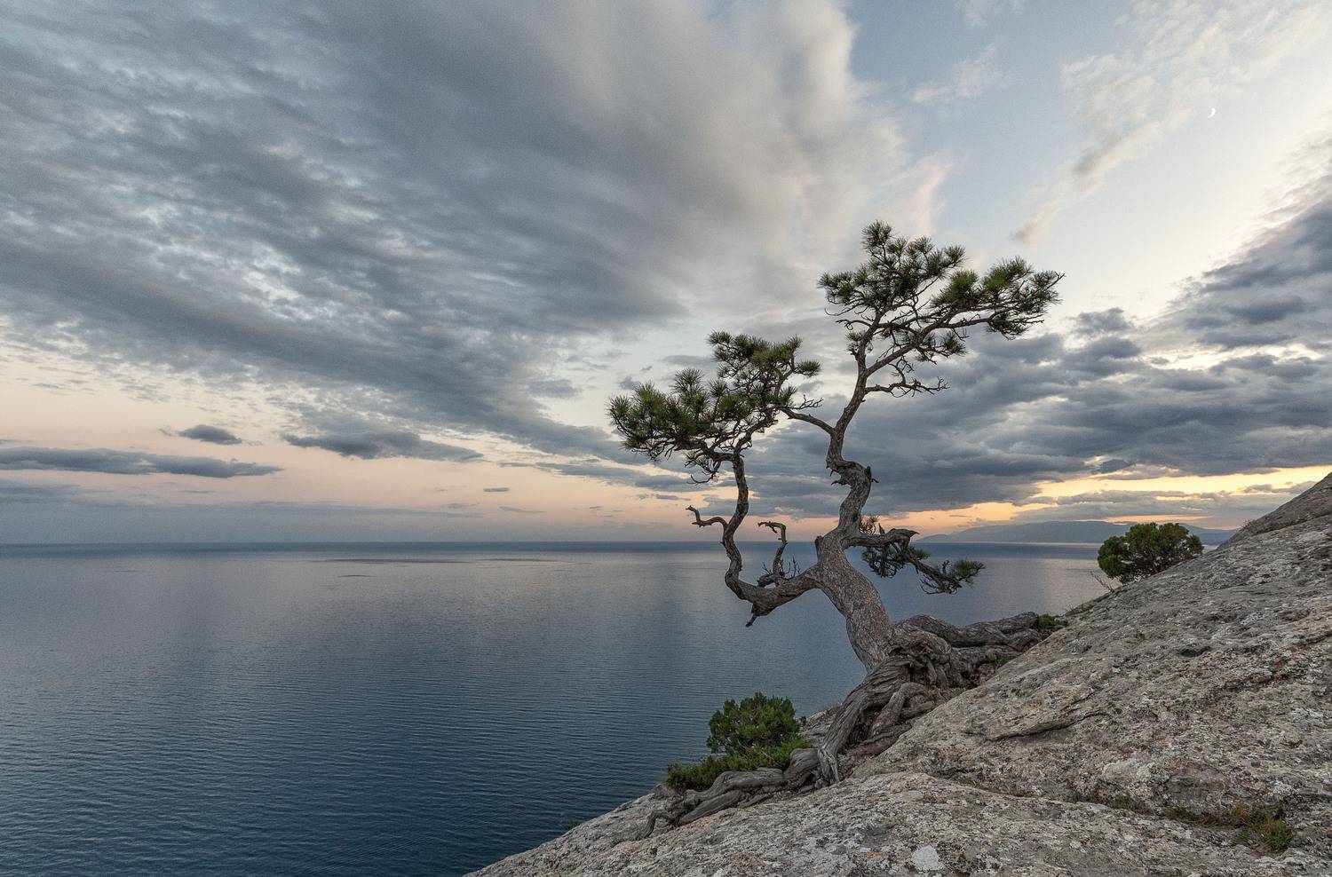 крым, море, сосна, вечер., закат, Татьяна Феденкова
