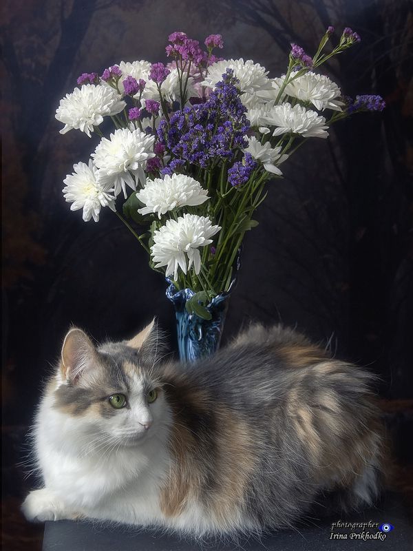 фото кошек, кошки, сибирские кошки, трехцветные кошки, букеты Наша королева хоть куда: и спесива и горда... фото превью