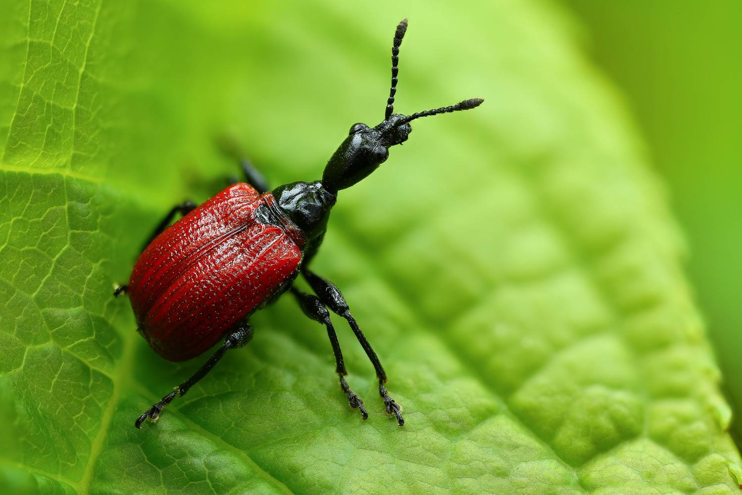 макро, природа, животное, растение, цвет, фото, красный, жук, лист, Шаповалов Андрей