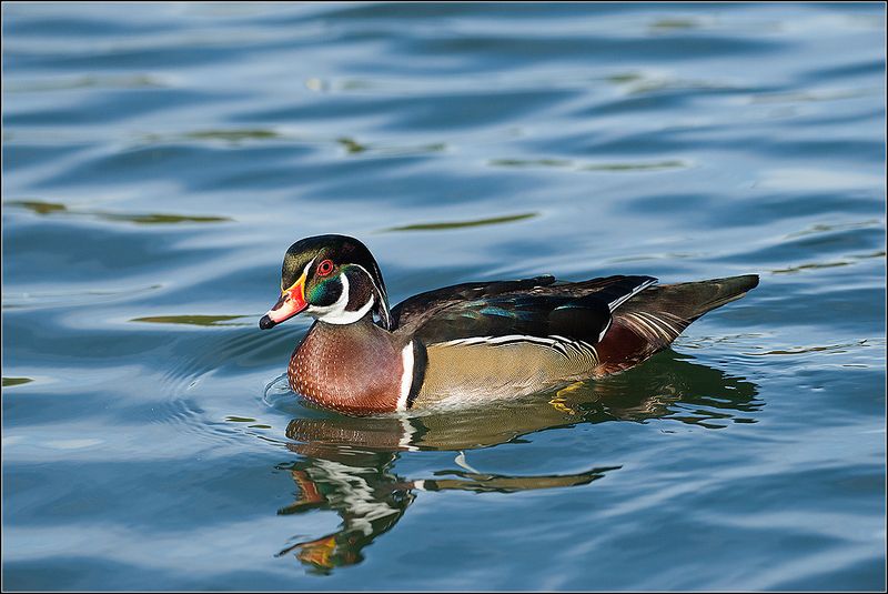 москва, октябрь, пруд, парк, каролинки, утки ***** фото превью