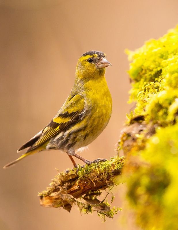 Siskin фото превью