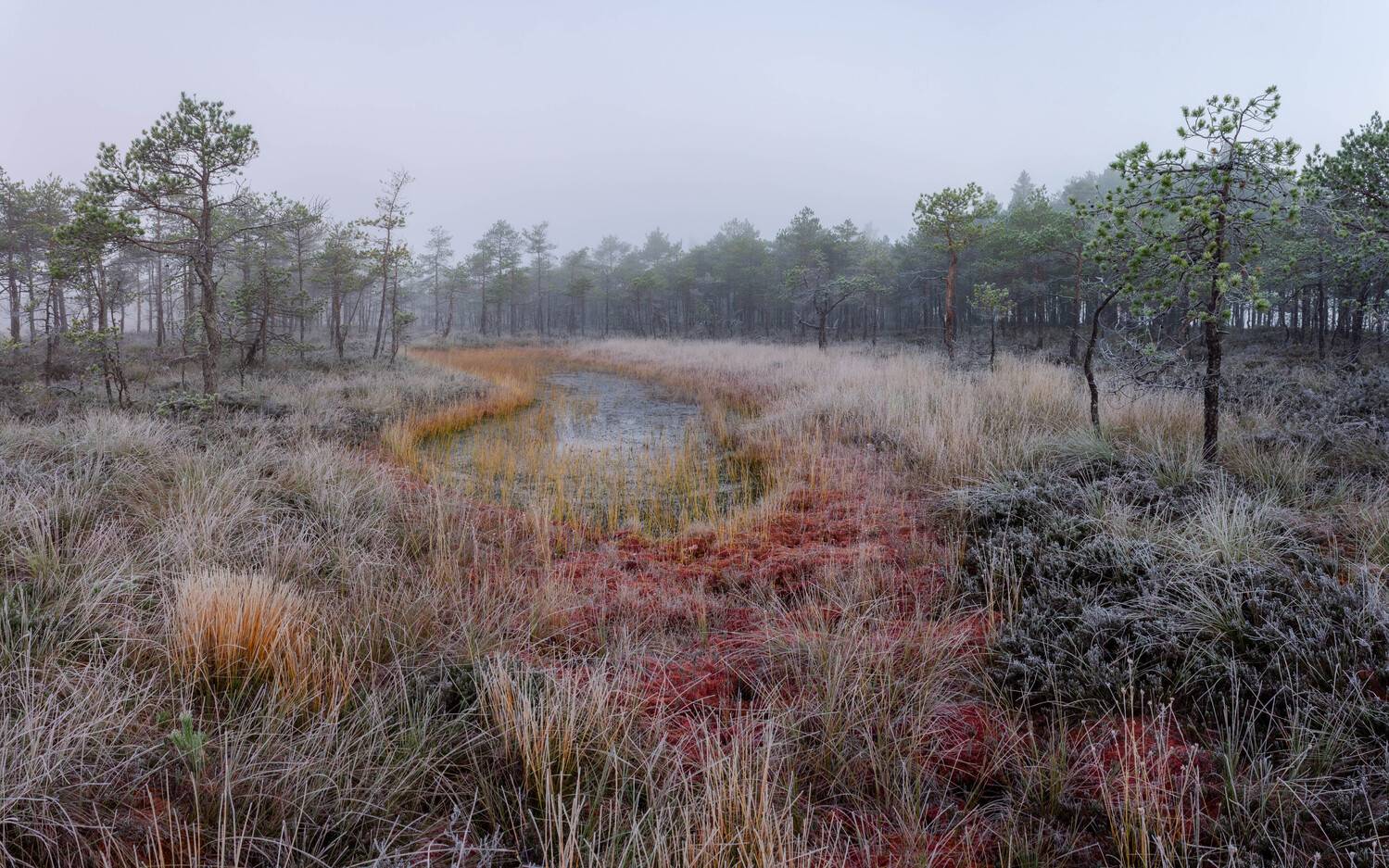 , Комарова Вера