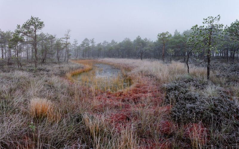 Первый иней на болоте фото превью