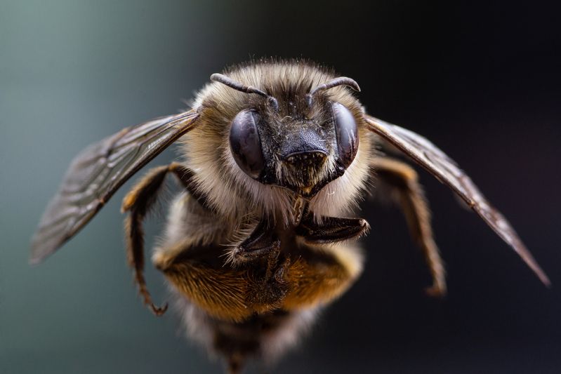 Ápis melliféra фото превью