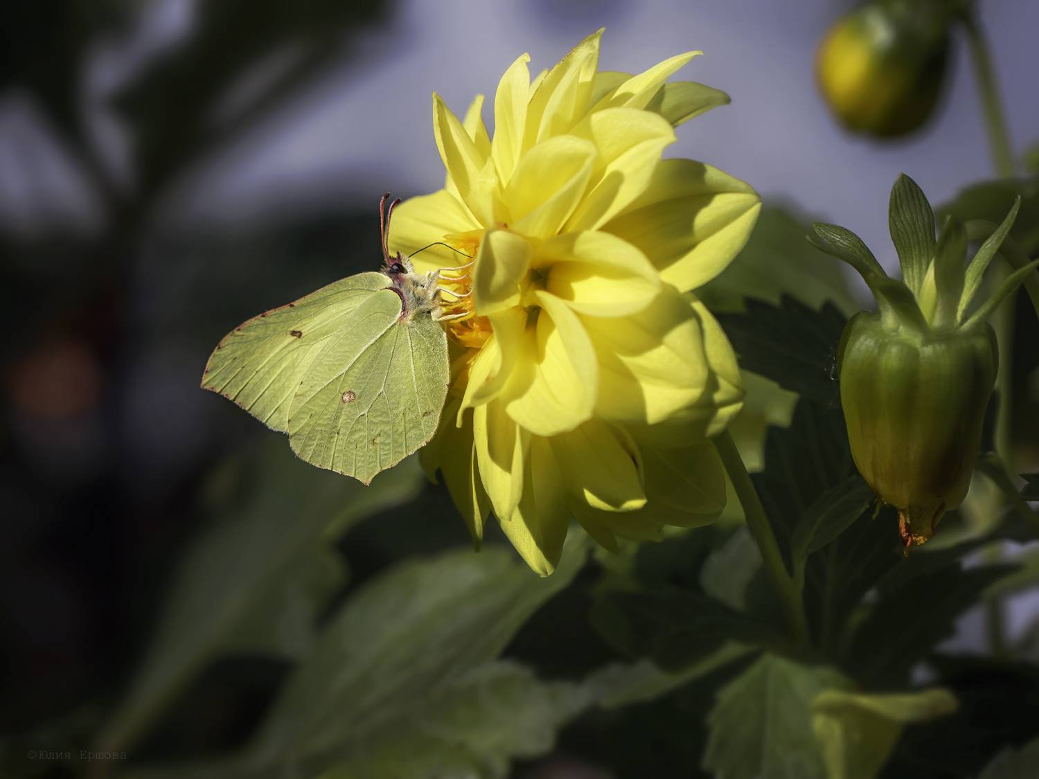 бабочка, лимонница, георгин, макро, macro, Ершова Юлия