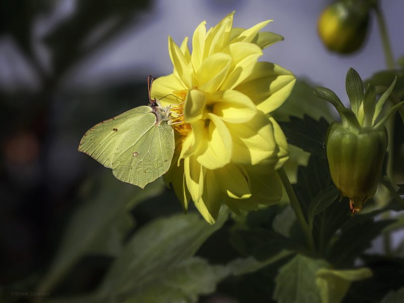 бабочка, лимонница, георгин, макро, macro  фото превью