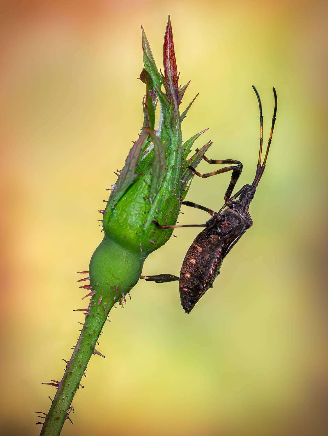 leaf footed beetle, shield bug, beetle, insect, fall, autumn, stink bug, macro, leaves, season, seasons, camouflage, camouflaged,, Atul Saluja