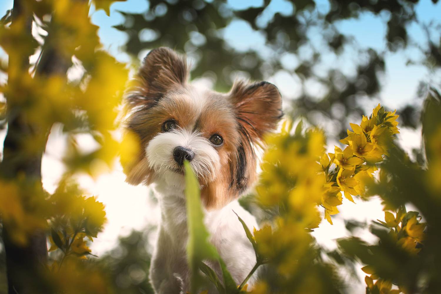 , Елена Кулакова