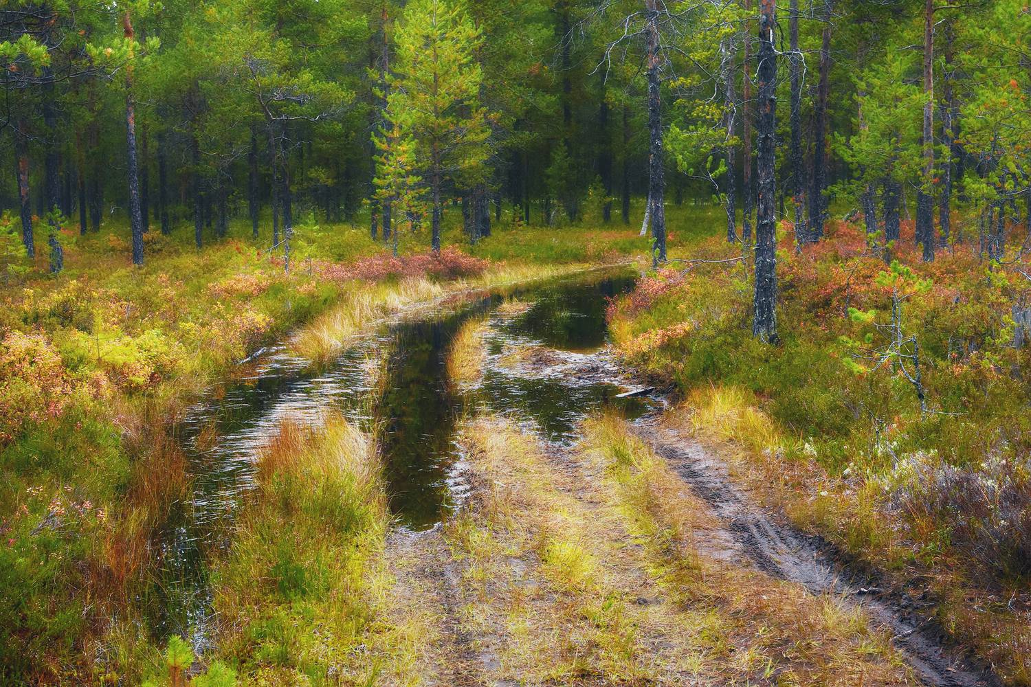 осень, сентябрь, лес, дорога, лужи, вода, деревья, кусты, кустарник, трава, Вера Ра