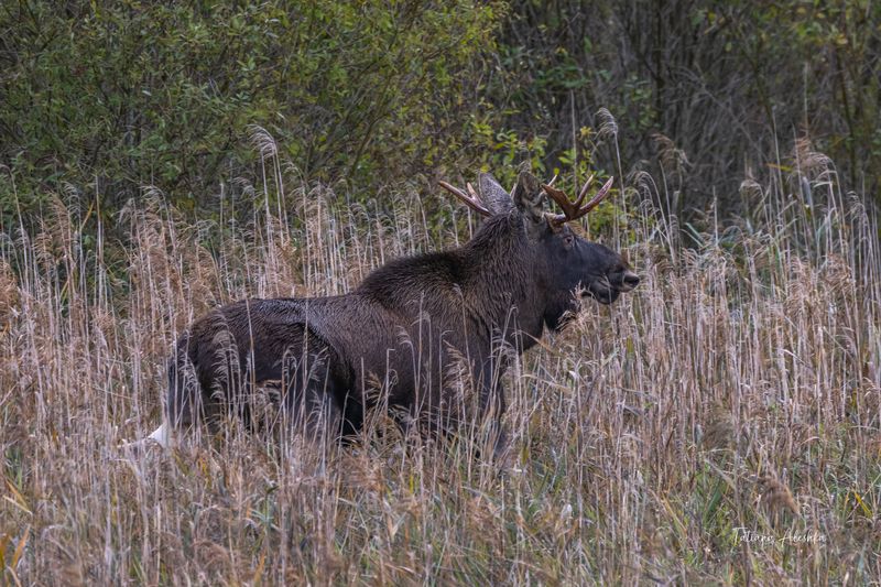 Лось фото превью