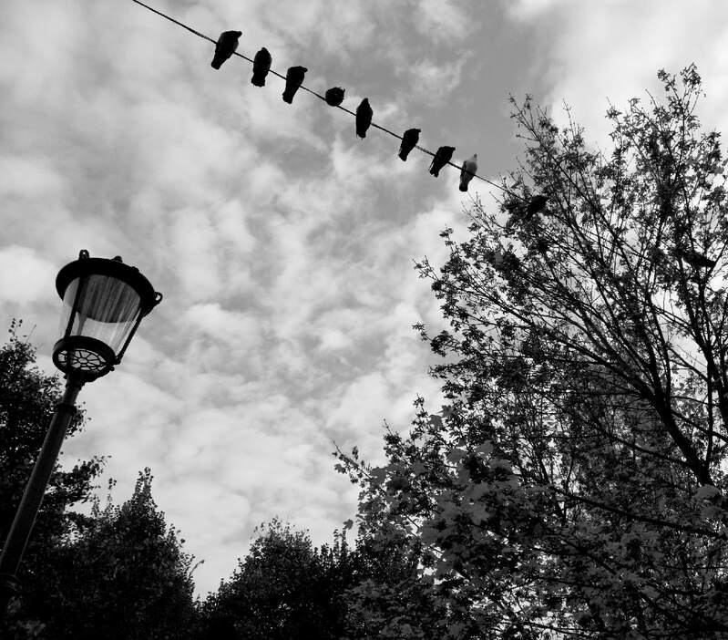 . фото превью