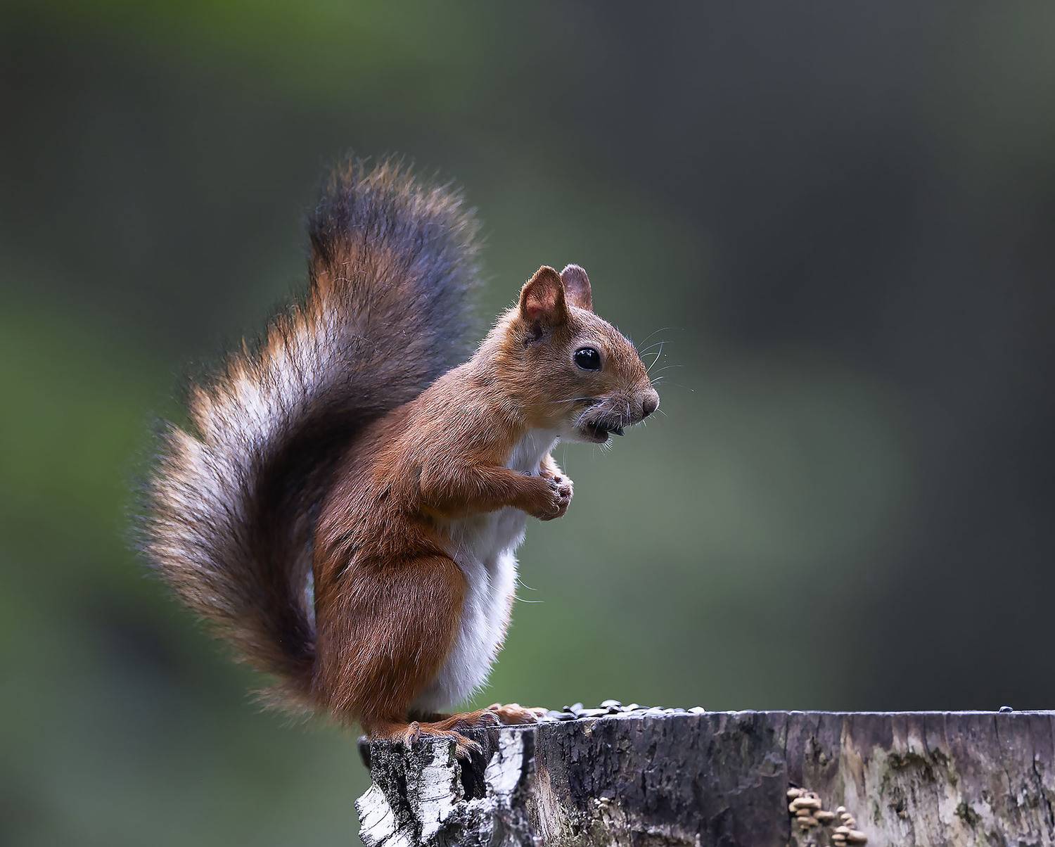 белка,лес,природа, squirrel, beautiful, forest, nature, Юлия Стукалова
