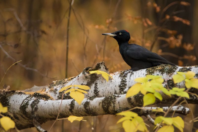 желна Желна фото превью