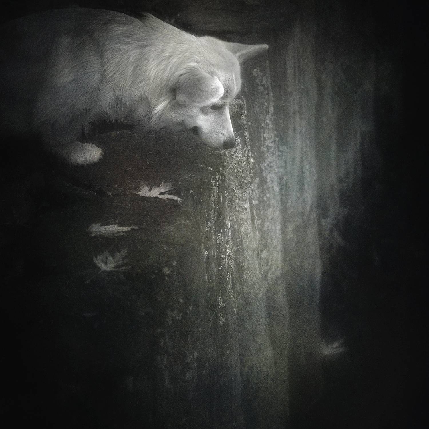 , Сергей Кот