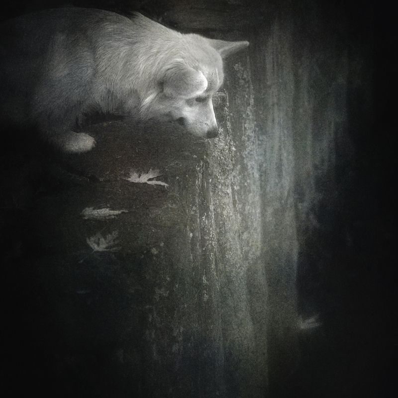 Смотри, как листья падают. фото превью