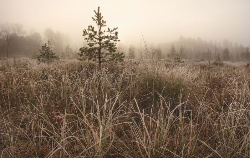 луга, ленобласть, пейзаж, закат, landscape, nature, природа, foggy, forest, болото, ленинградская область, туман, рассвет Октябрь на болотах фото превью