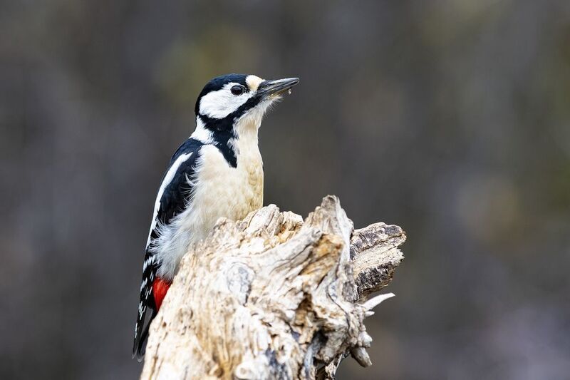природа Большой пёстрый дятел фото превью