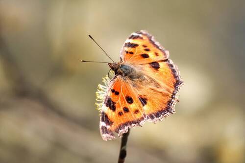 Крапивница