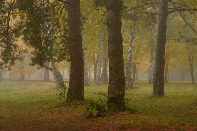 Три сосны фото превью