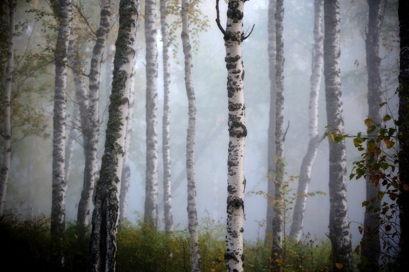 лес, осень Туманное утро в осеннем лесу фото превью