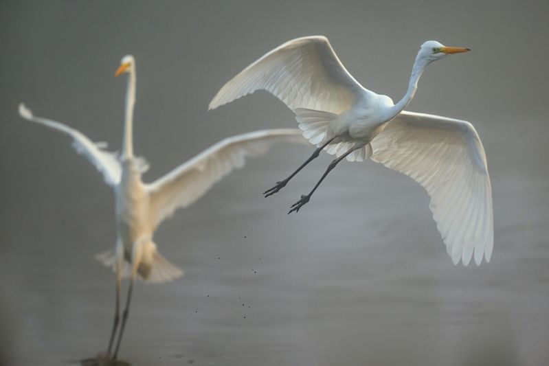 Цапли фотопроект http://puponin.photo/tsapli-1 фото превью