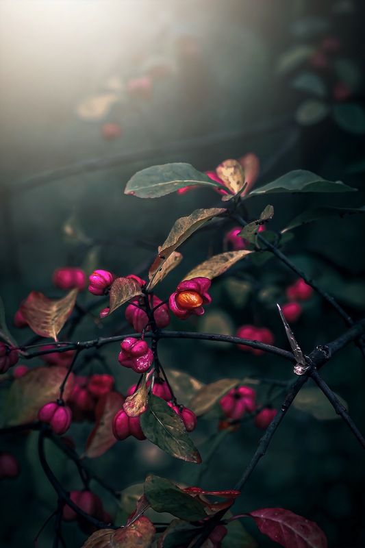 макро, macro, nature, природа, осень, autumn, золотаяосень, goldatum, бересклет Бересклет фото превью