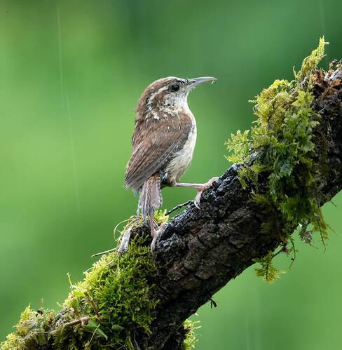 Carolina Wren - Крапивник Каролинский