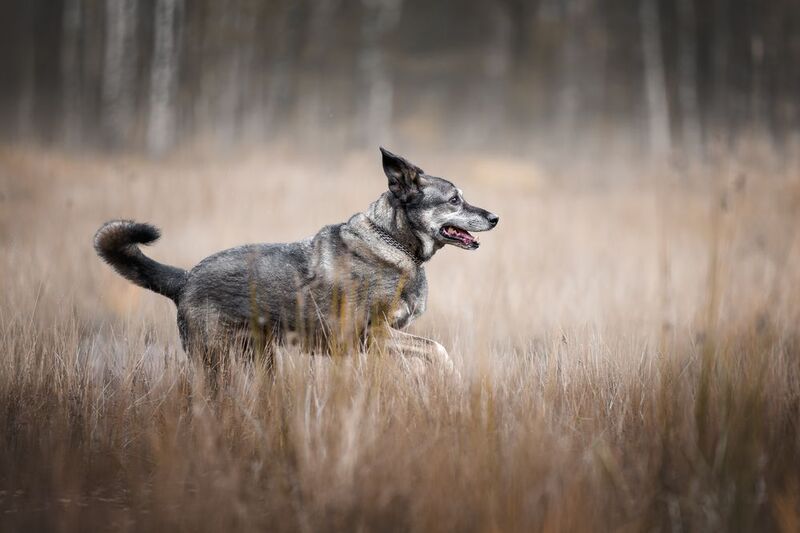 Прогулка фото превью