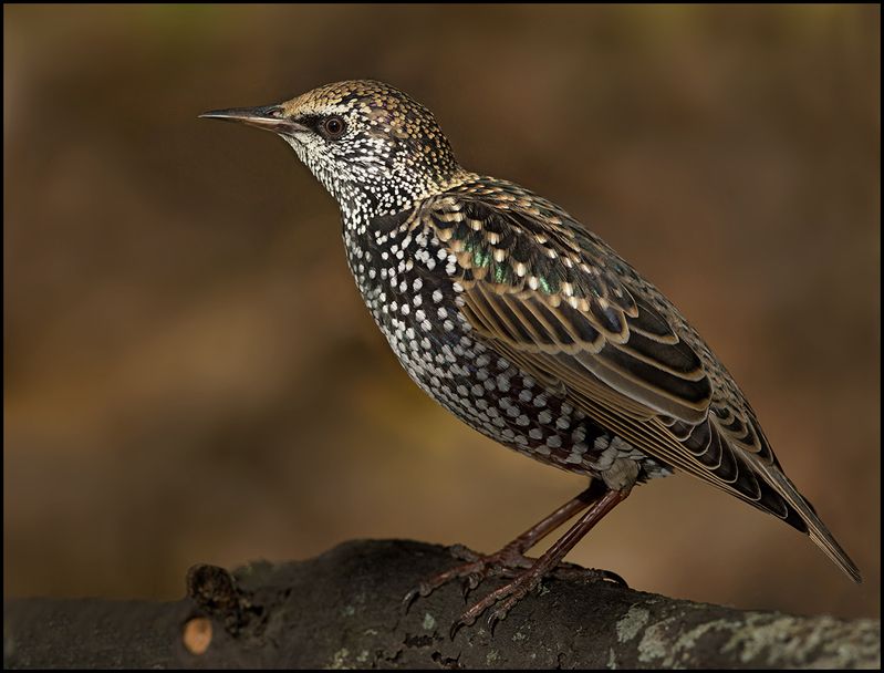 скворец,осень,вечер,октябрь Скворец осенним вечером фото превью