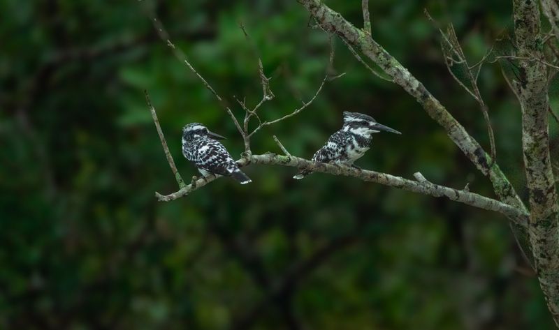Kingfisher фото превью