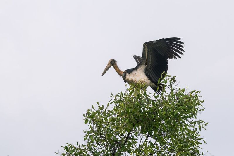 Fly high фото превью