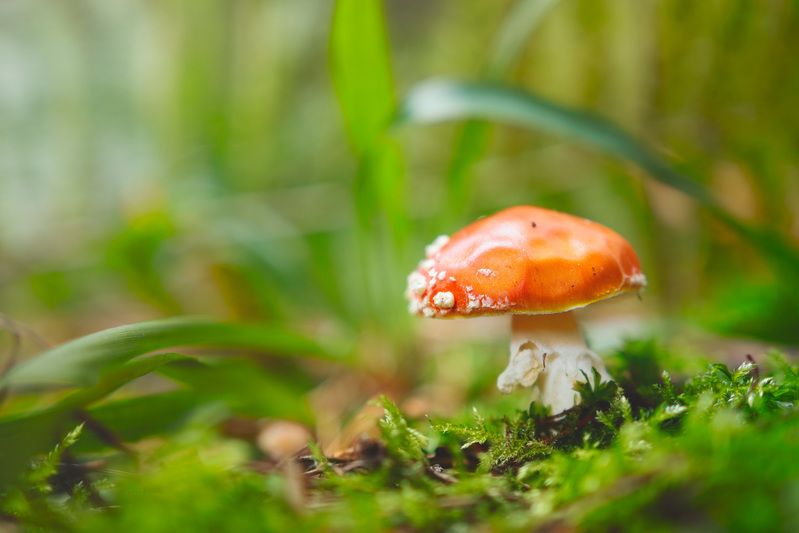 Мухоморчик фото превью