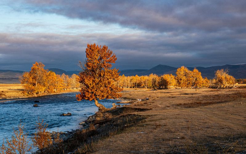 алтай Осенние тополя фото превью