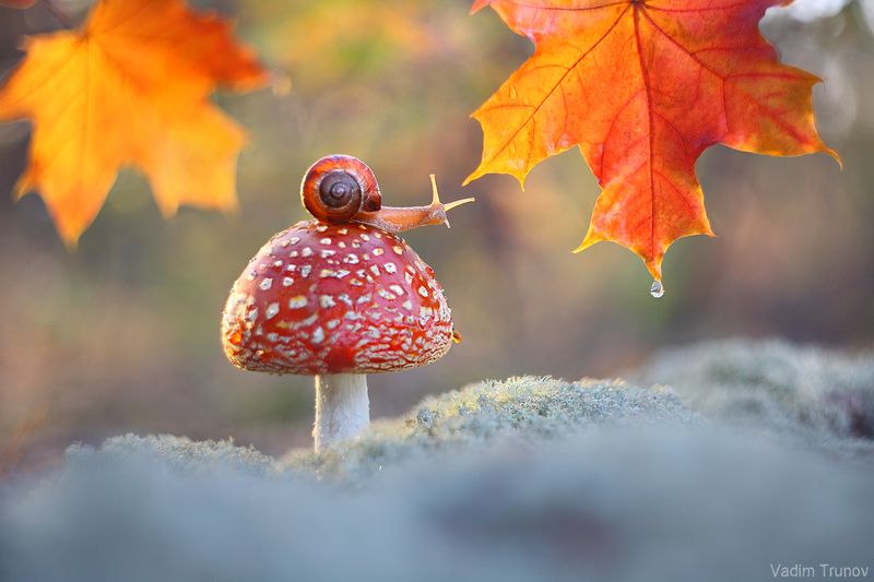 улитка, гриб, мухомор, осень Осень фото превью