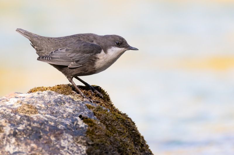 оляпка, птицы, алтай Водяной дрозд фото превью