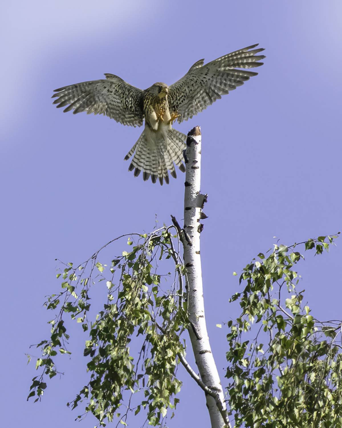 птица, пустельга, лес, посадка, Сытина Наталия