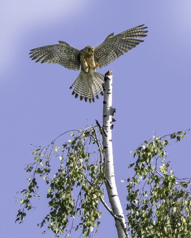 птица, пустельга, лес, посадка Мягкая посадка фото превью