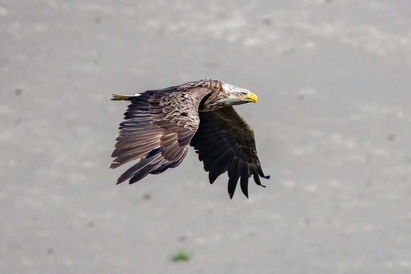 Орлан-бепохвост над Обью. фото превью