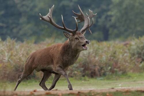 Red Deer