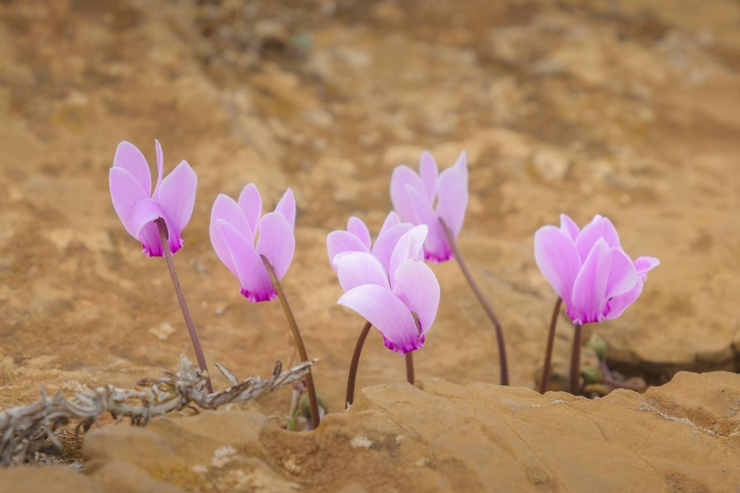 , Станислав