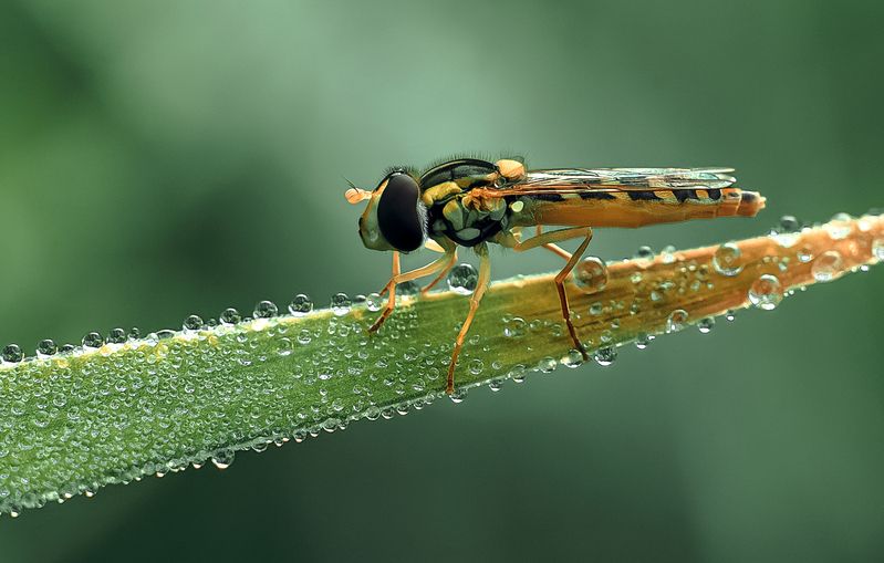 ... фото превью